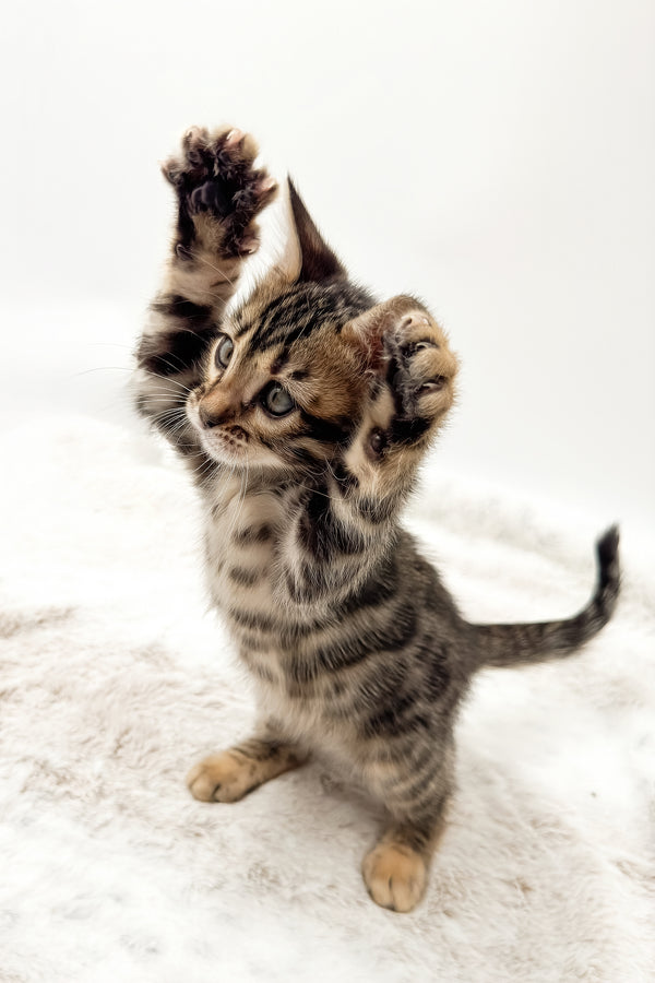 Dottie | Bengal Kitten
