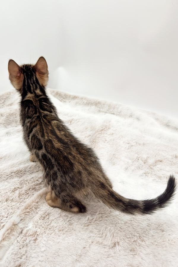 Dottie | Bengal Kitten
