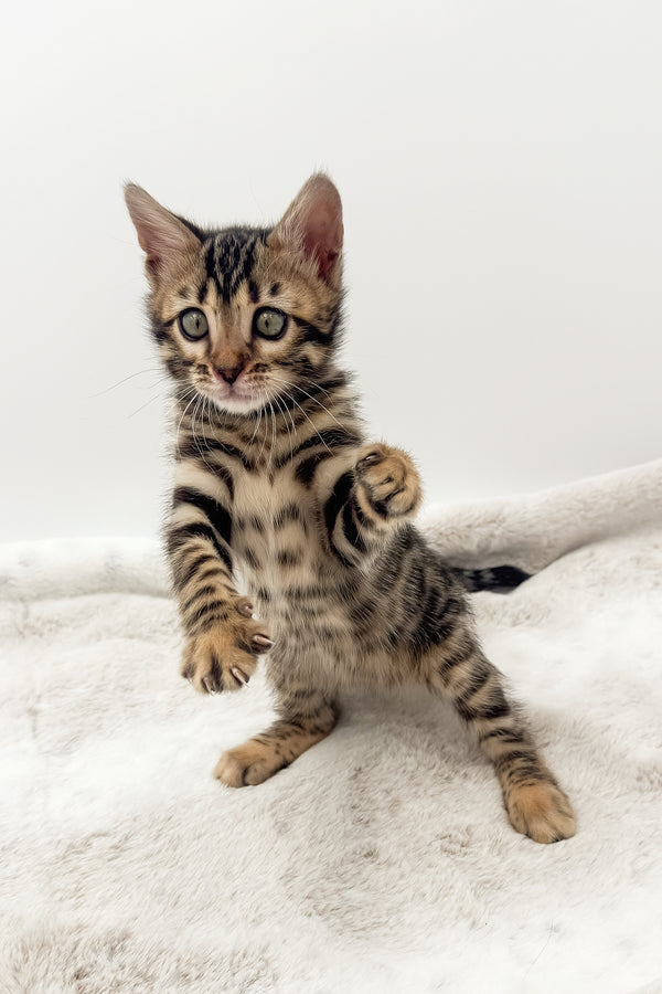 Dottie | Bengal Kitten