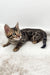 Dottie | Bengal Kitten