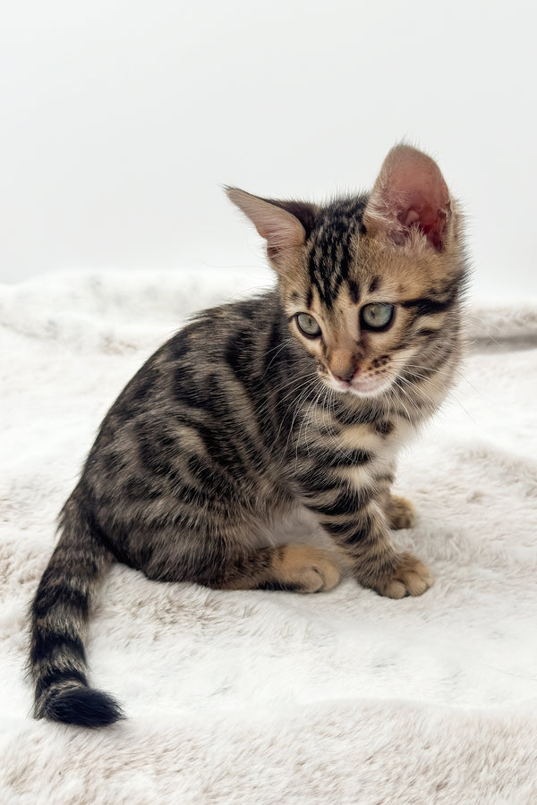 Dottie | Bengal Kitten