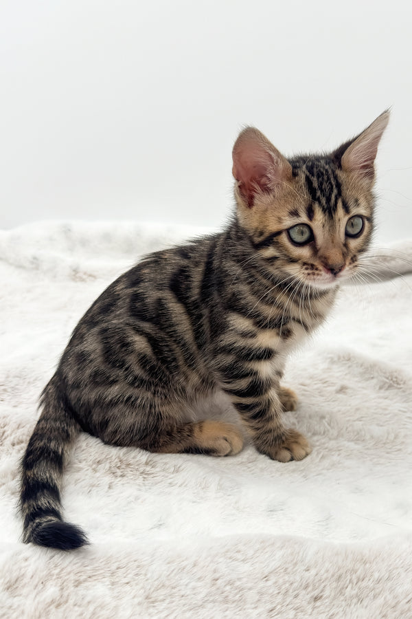 Dottie | Bengal Kitten