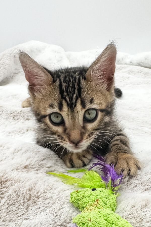 Dottie | Bengal Kitten