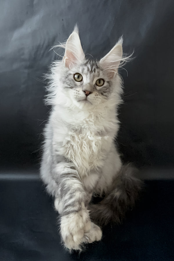 Drago | Polydactyl Maine Coon Kitten