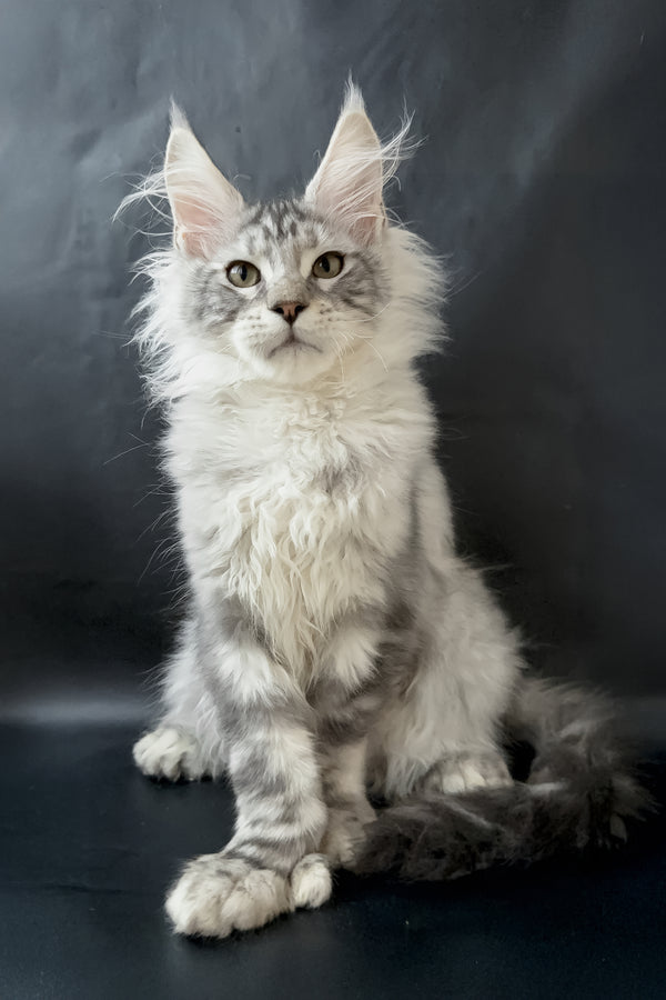 Drago | Polydactyl Maine Coon Kitten