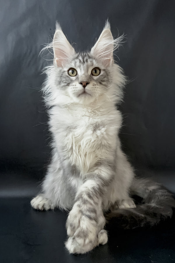 Drago | Polydactyl Maine Coon Kitten