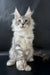 Drago | Polydactyl Maine Coon Kitten