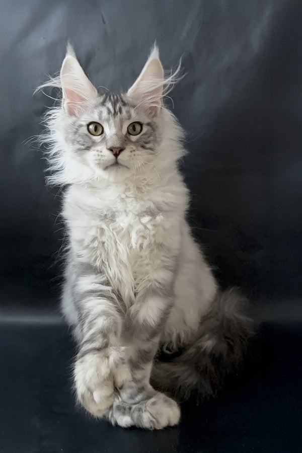 Drago | Polydactyl Maine Coon Kitten