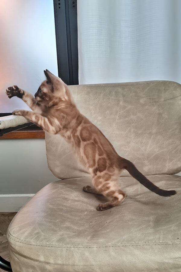 Dragon | Bengal Kitten