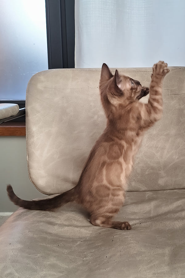 Dragon | Bengal Kitten