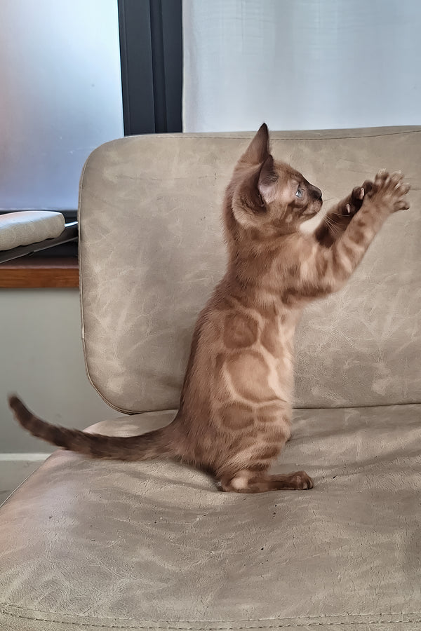 Dragon | Bengal Kitten