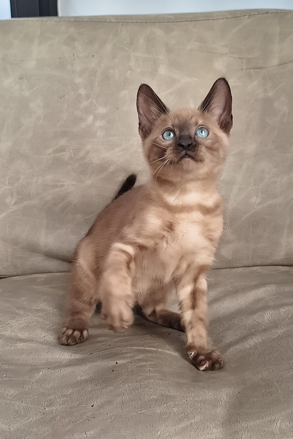 Dragon | Bengal Kitten