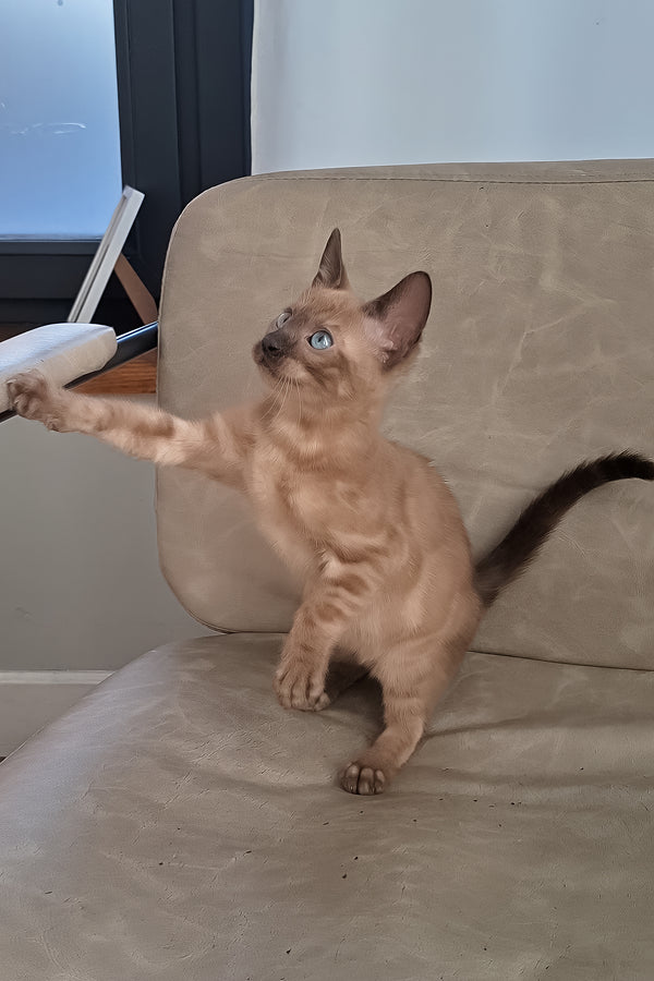 Dragon | Bengal Kitten