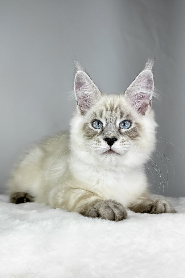 Dream Catcher | Maine Coon Kitten
