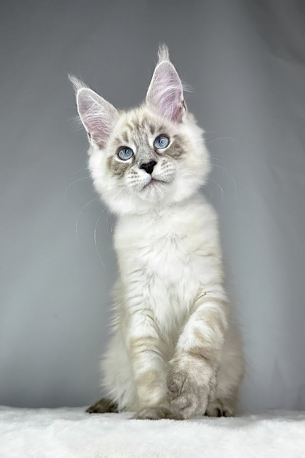 Dream Catcher | Maine Coon Kitten
