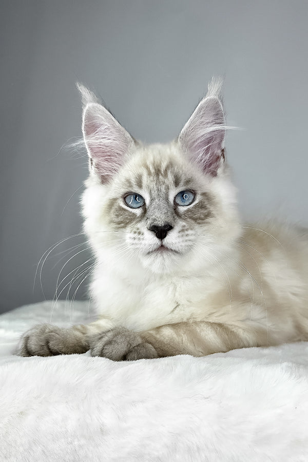 Dream Catcher | Maine Coon Kitten