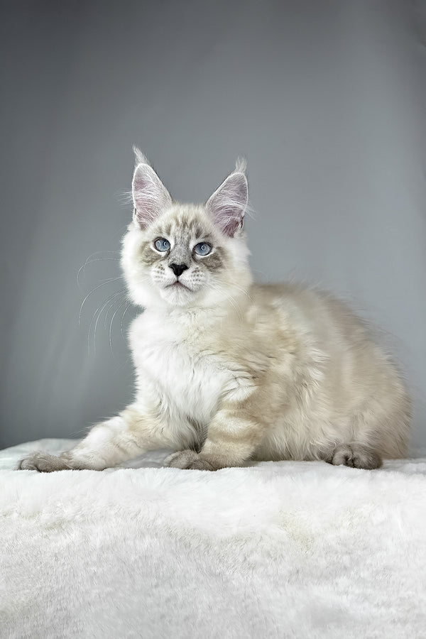 Dream Catcher | Maine Coon Kitten