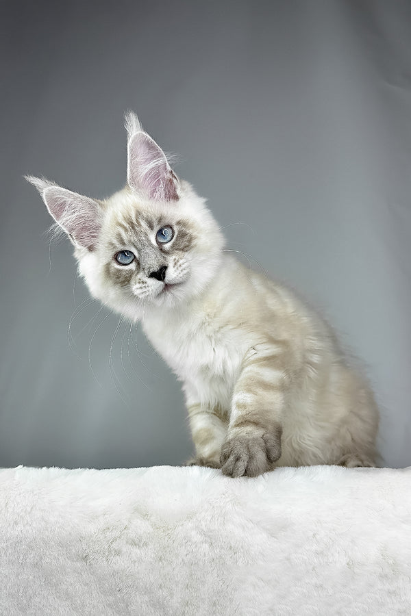 Dream Catcher | Maine Coon Kitten