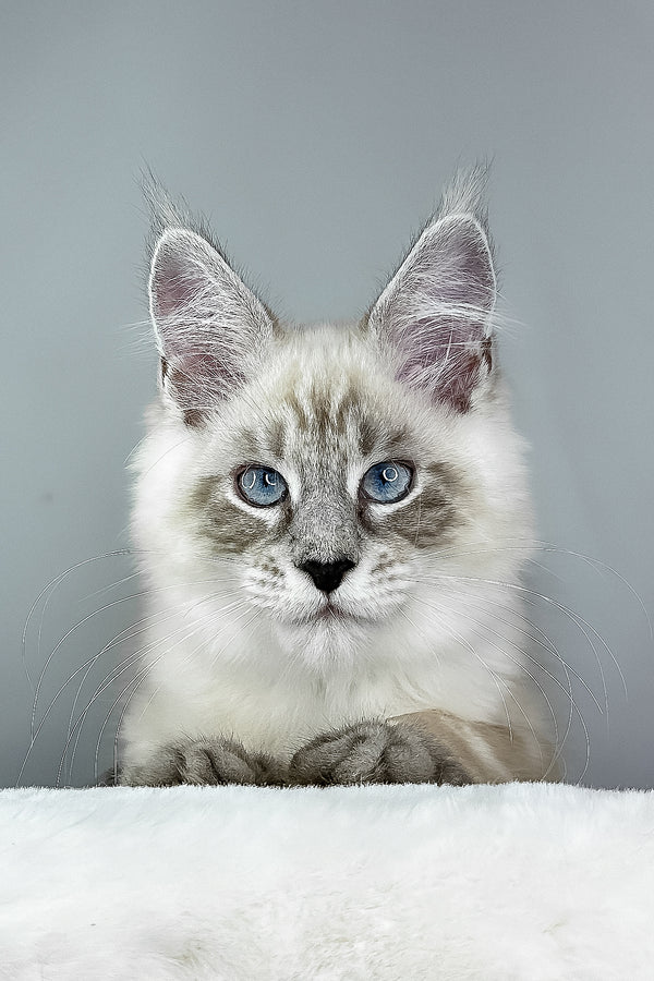Dream Catcher | Maine Coon Kitten