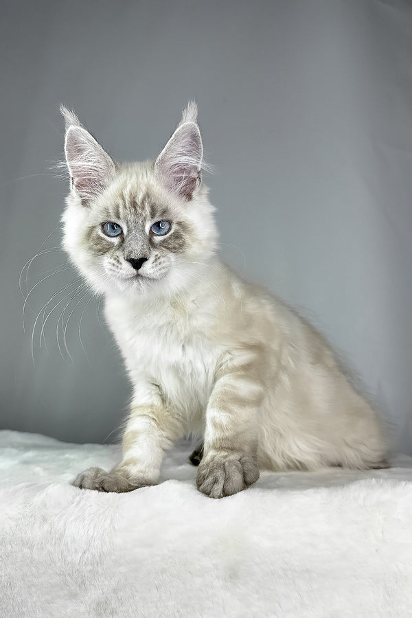 Dream Catcher | Maine Coon Kitten