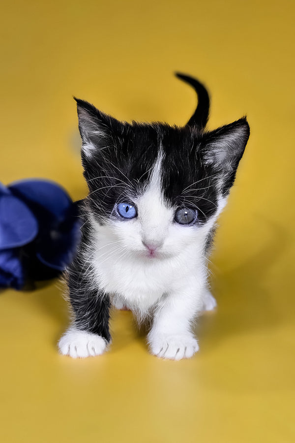 Drive | Munchkin Kitten