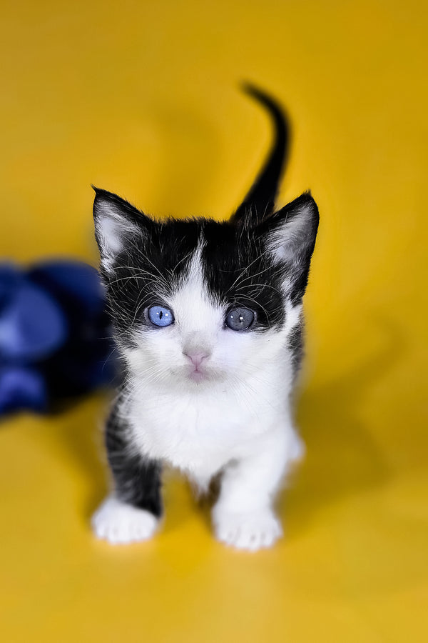 Drive | Munchkin Kitten