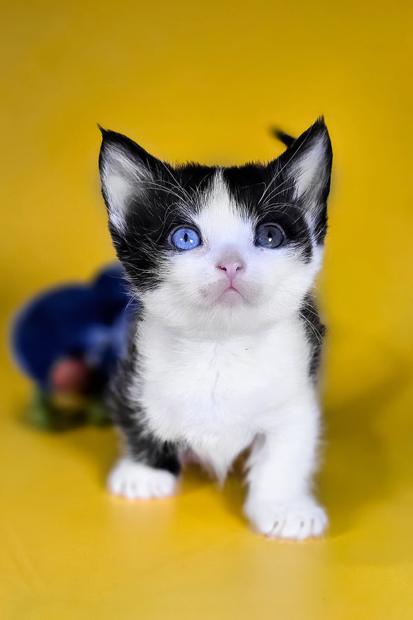 Drive | Munchkin Kitten