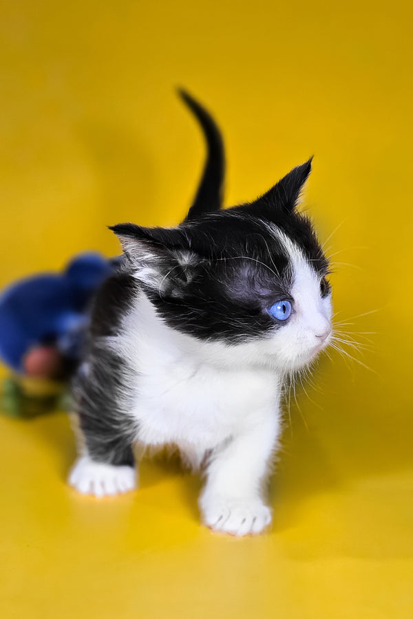 Drive | Munchkin Kitten