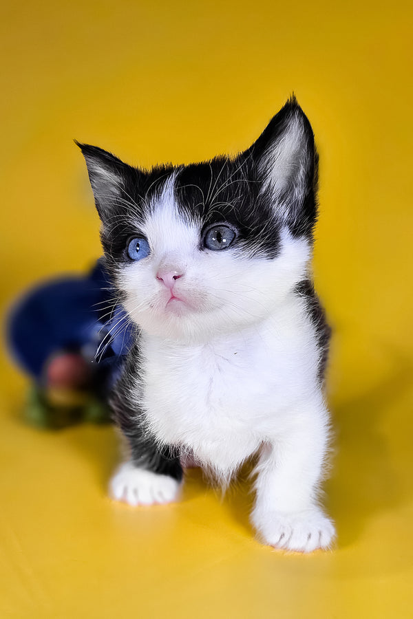 Drive | Munchkin Kitten