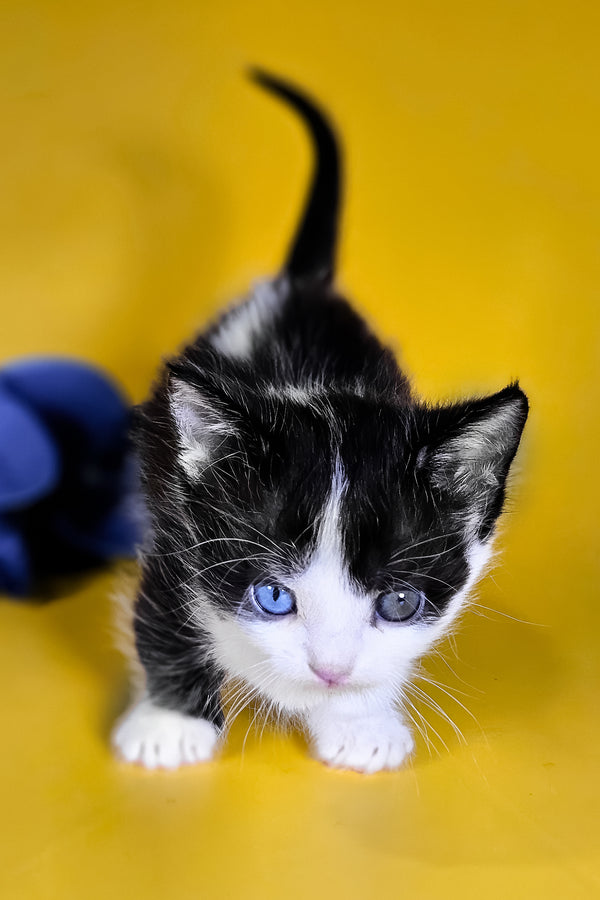 Drive | Munchkin Kitten