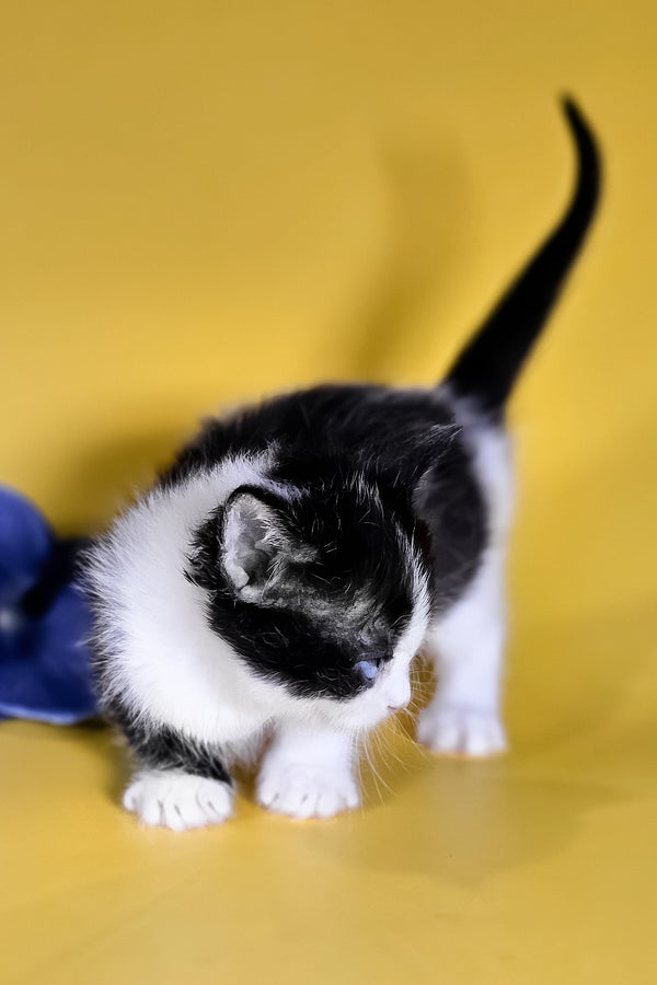 Drive | Munchkin Kitten
