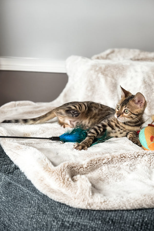 Duchess | Bengal Kitten