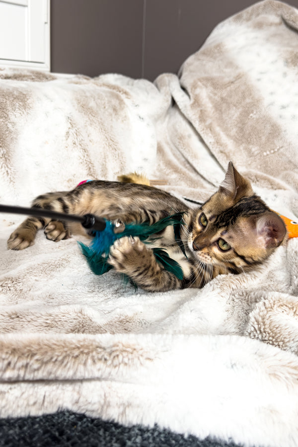 Duchess | Bengal Kitten