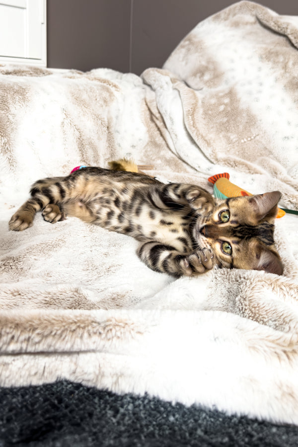 Duchess | Bengal Kitten