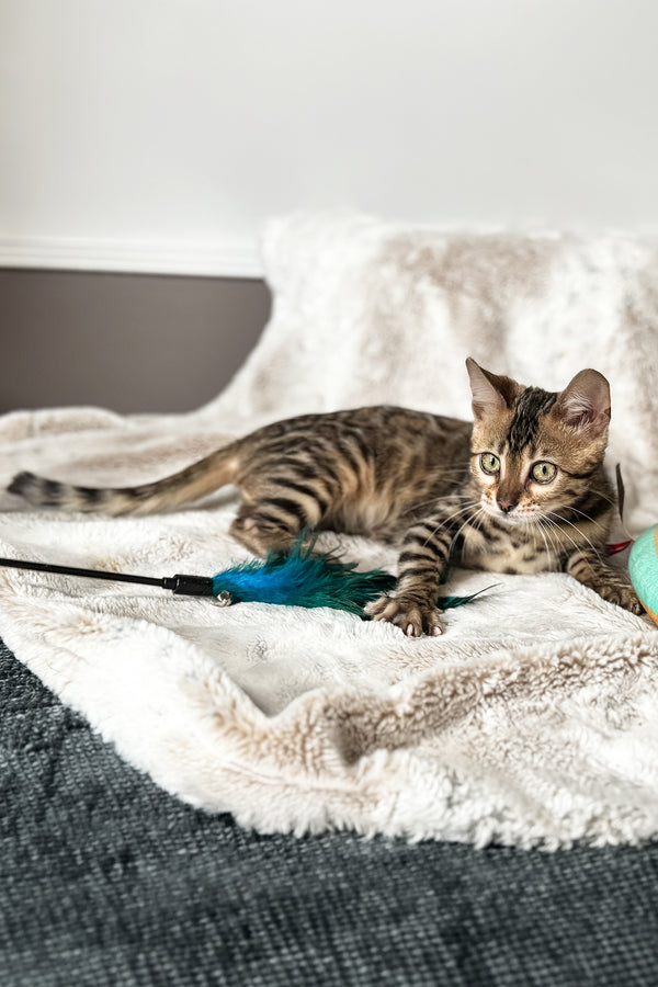 Duchess | Bengal Kitten