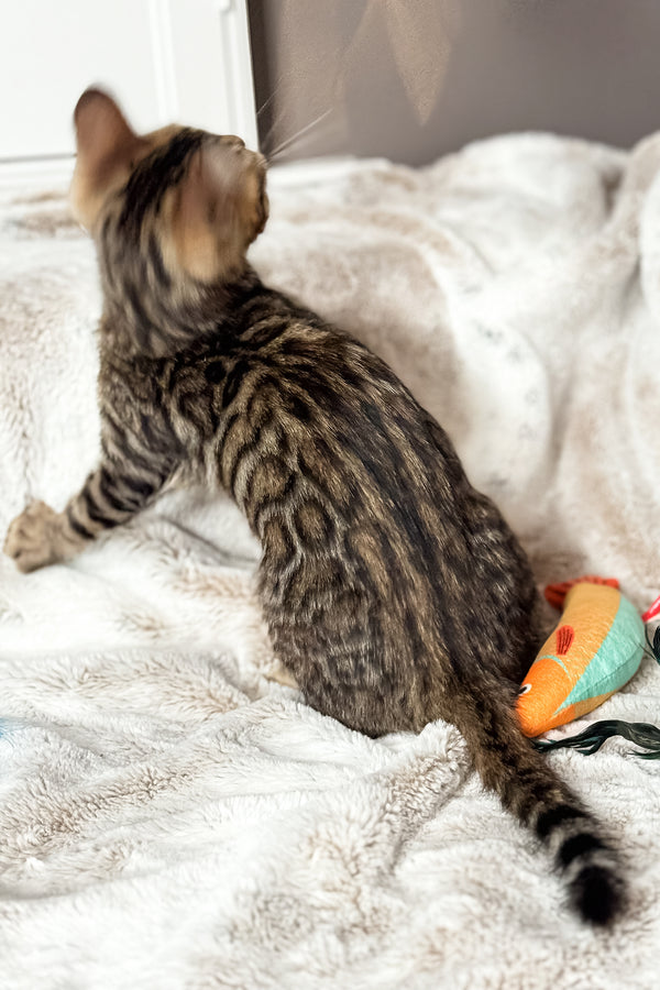 Duchess | Bengal Kitten