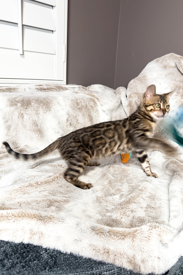 Duchess | Bengal Kitten