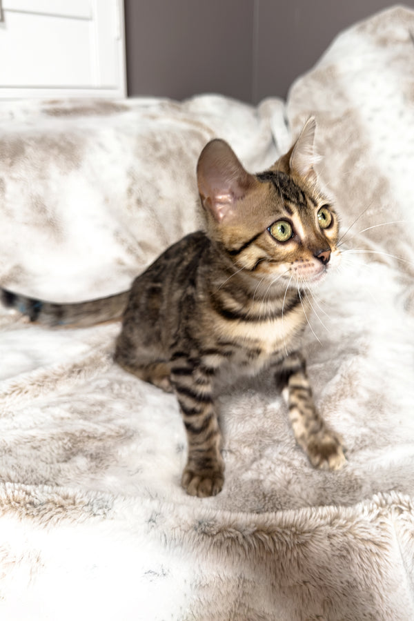 Duchess | Bengal Kitten