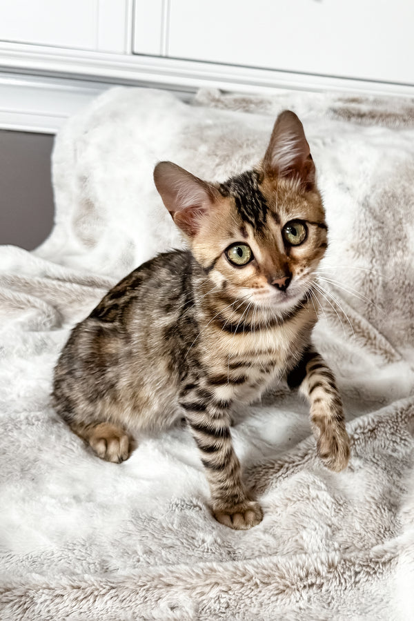 Duchess | Bengal Kitten