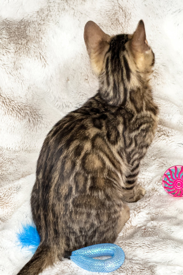 Duchess | Bengal Kitten