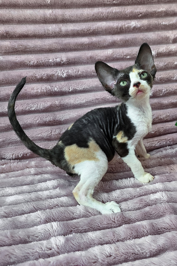 Dulcinea | Devon Rex Kitten