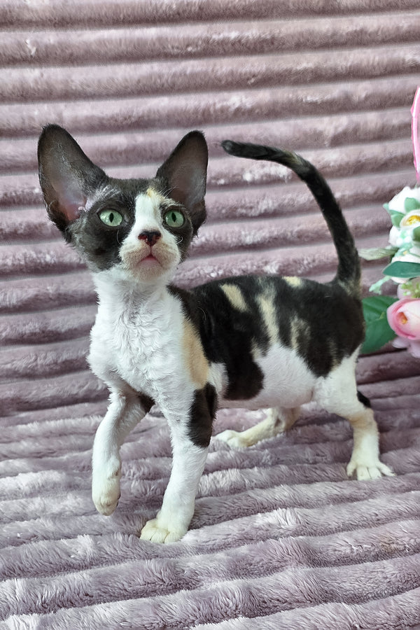 Dulcinea | Devon Rex Kitten