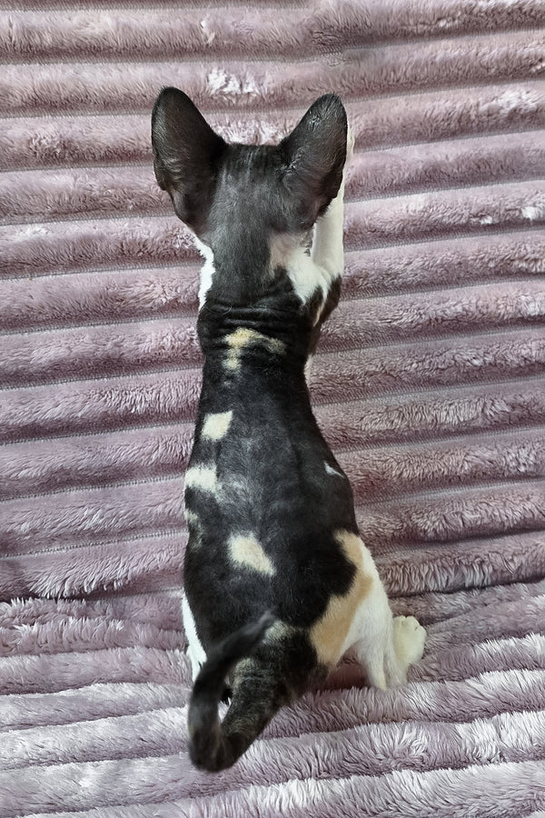 Dulcinea | Devon Rex Kitten