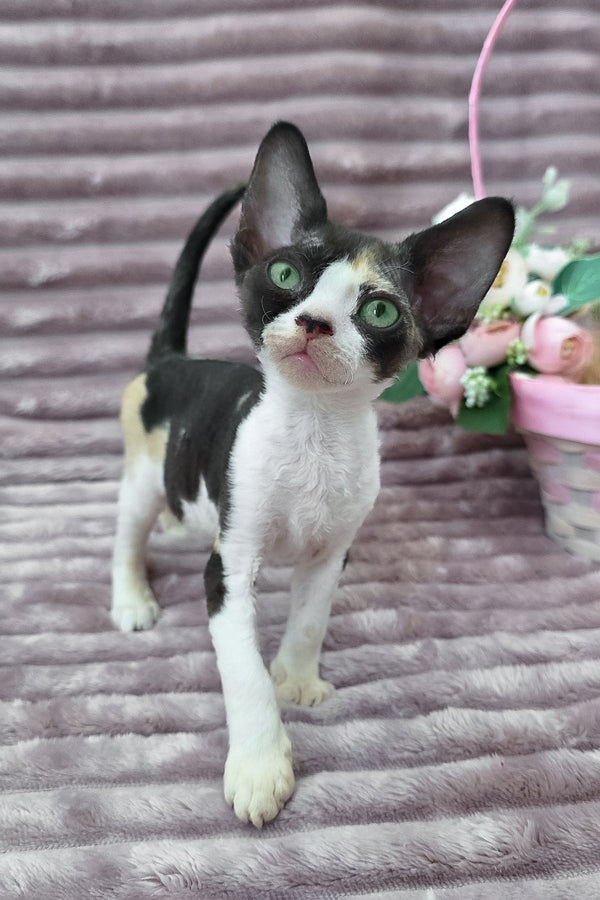 Dulcinea | Devon Rex Kitten