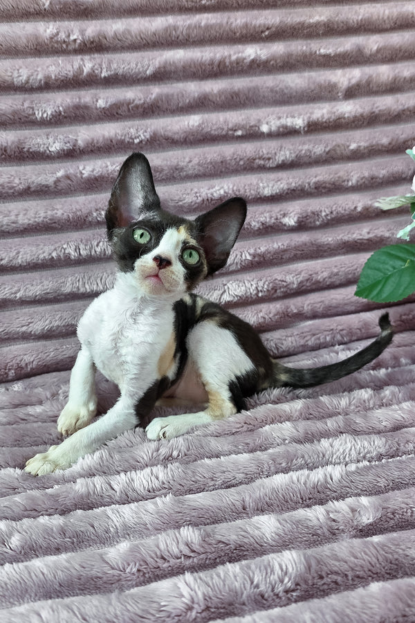 Dulcinea | Devon Rex Kitten