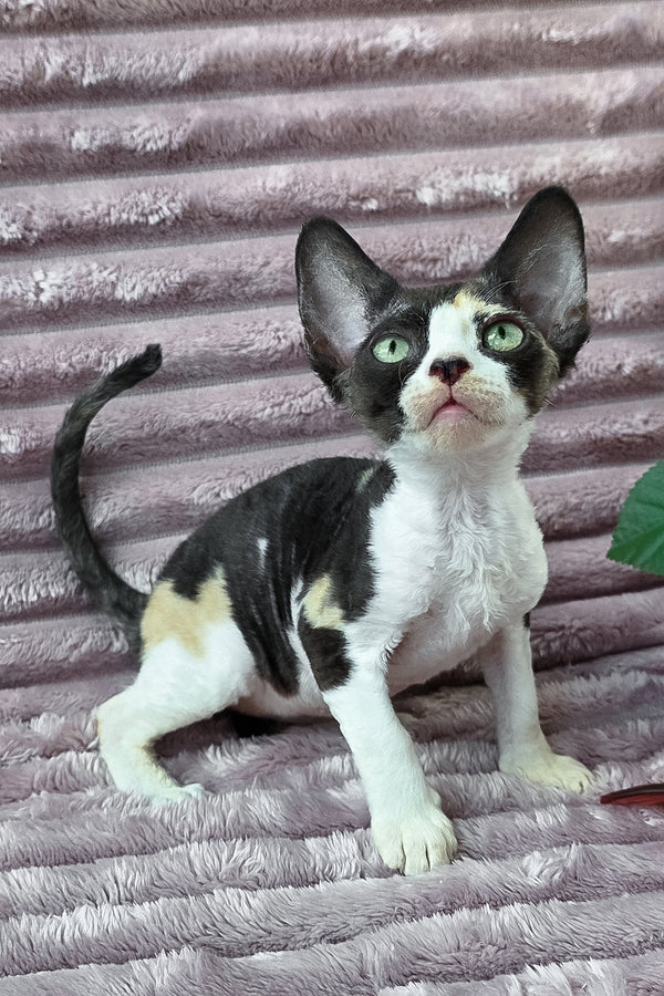 Dulcinea | Devon Rex Kitten