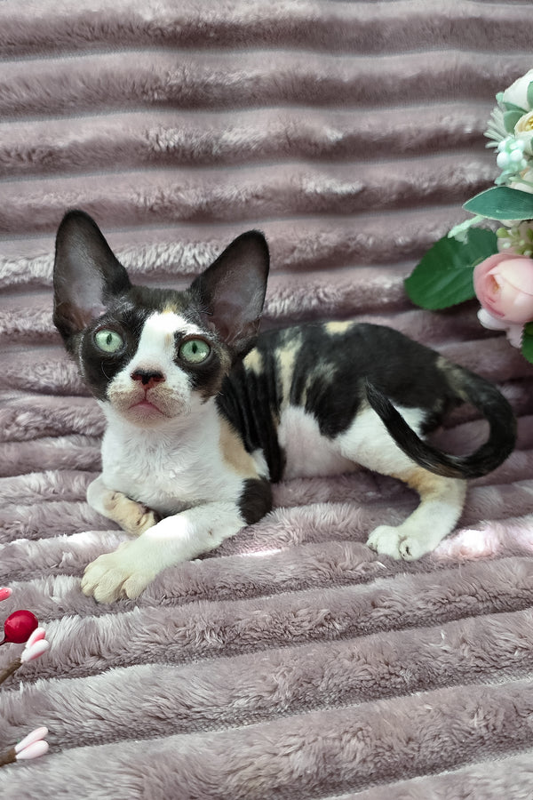 Dulcinea | Devon Rex Kitten
