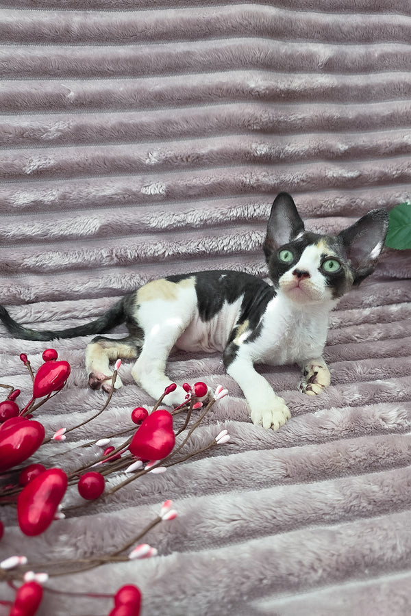 Dulcinea | Devon Rex Kitten