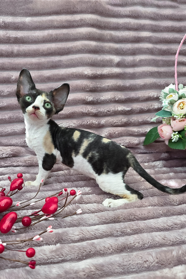 Dulcinea | Devon Rex Kitten