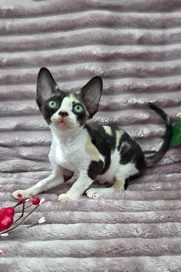 Dulcinea | Devon Rex Kitten